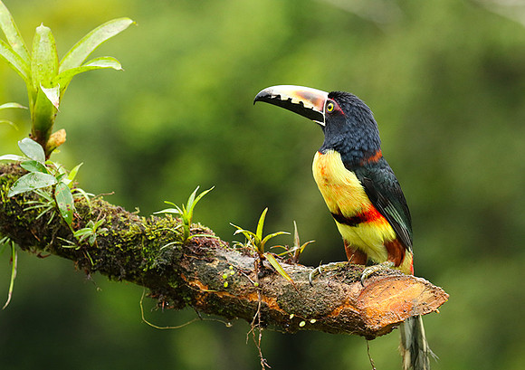 Collared aracari