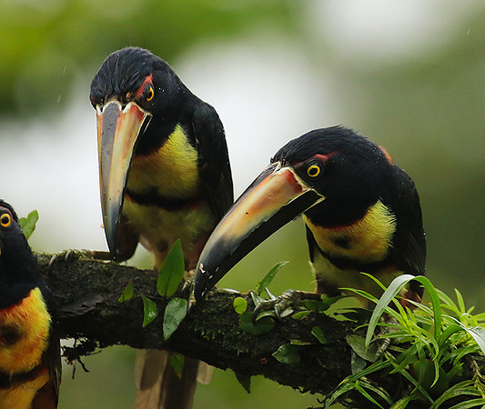 Collared aracari