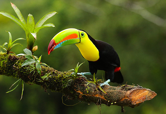 Kell-billed toucan