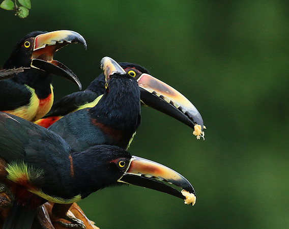 Collared aracari