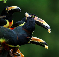 Collared aracari