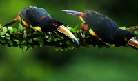 Collared aracari