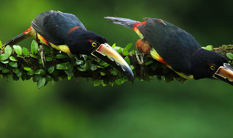 Collared aracari