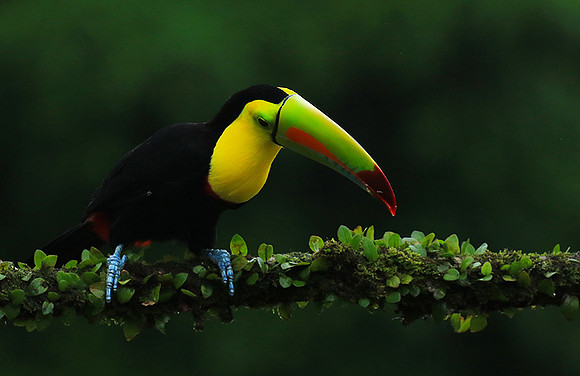 Kell-billed toucan
