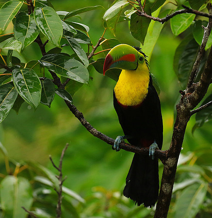 Kell-billed toucan