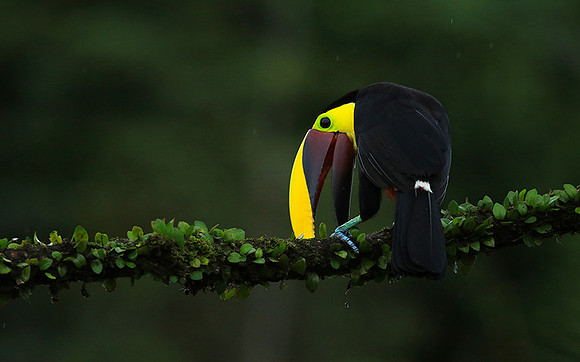Black mandibled toucan