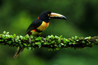 Collared aracari