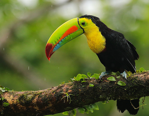 Kell-billed toucan