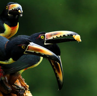 Collared aracari