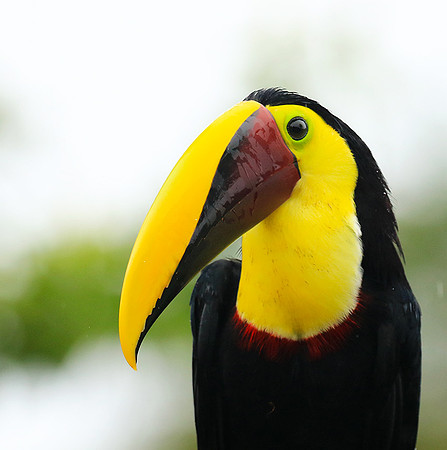 Black-mandibled toucan