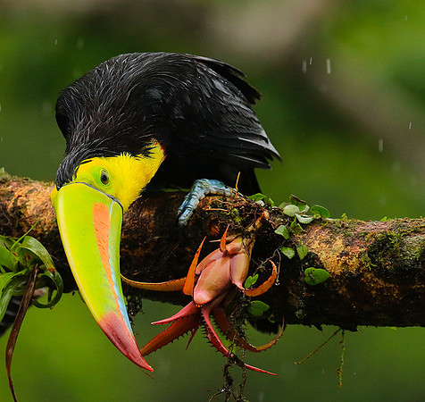 Kell-billed toucan