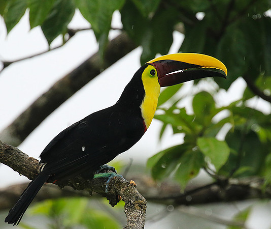 Black-mandibled toucan