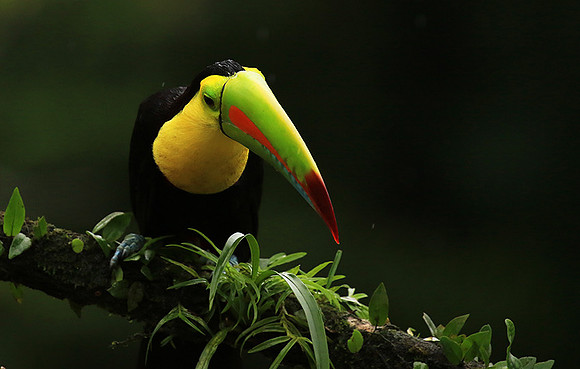 Keel-billed toucan