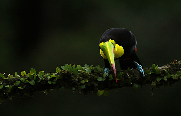 Kell-billed toucan