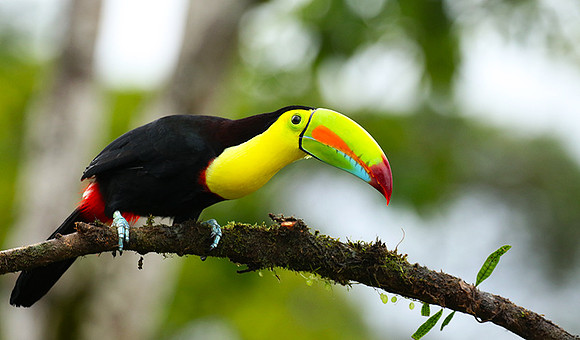 Kell-billed toucan