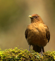 Clay colored thrush