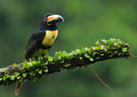 Collared aracari