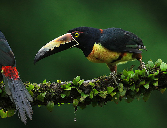 Collared aracari
