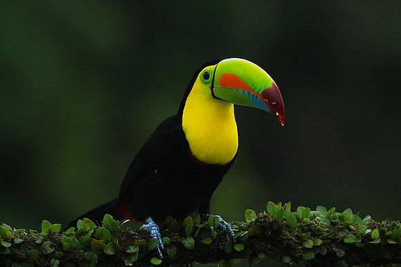Kell-billed toucan