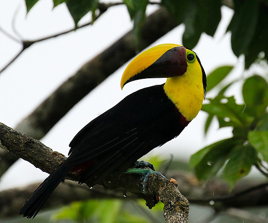 Black-mandibled toucan