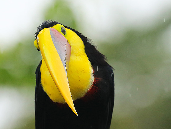 Black-mandibled toucan