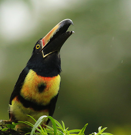 Collared aracari