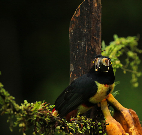 Collared aracari