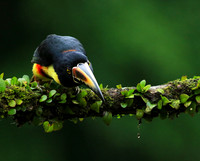 Collared aracari