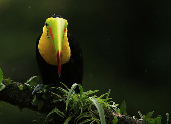 Keel-billed toucan