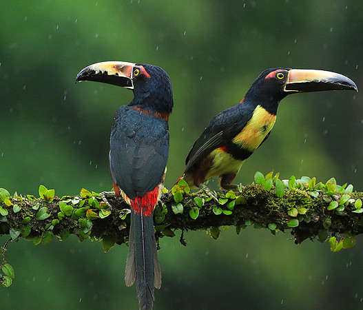 Collared aracari