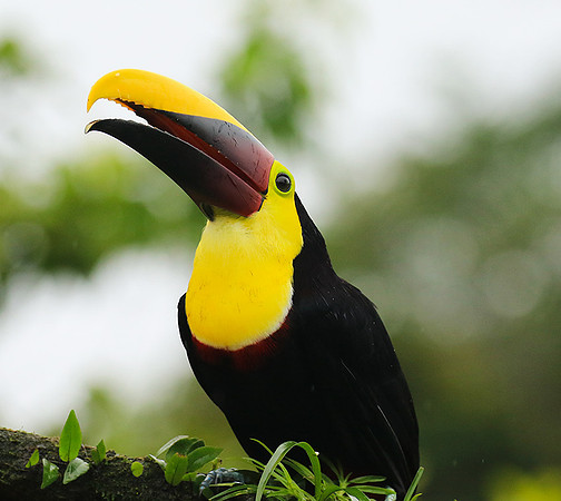 Black-mandibled toucan