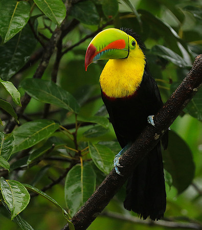 Kell-billed toucan