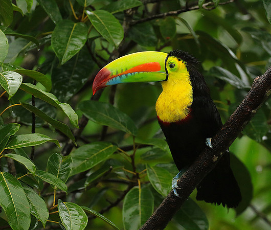 Kell-billed toucan