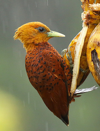 Chestnut colored woodpecker