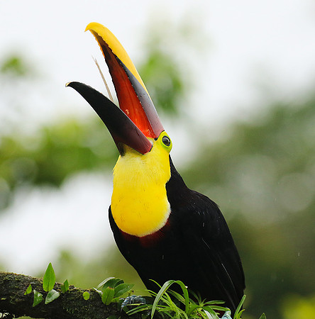 Black-mandibled toucan