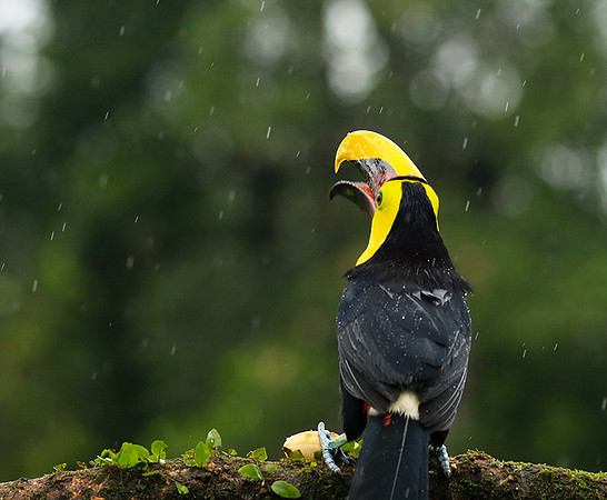 Black mandibled toucan