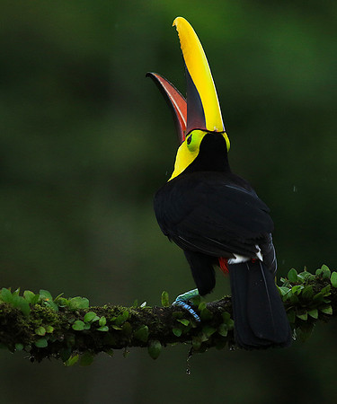 Black mandibled toucan
