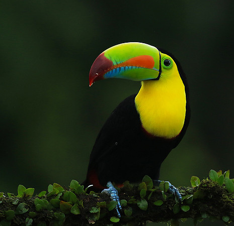 Kell-billed toucan