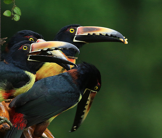 Collared aracari