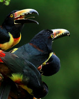 Collared aracari