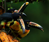 Collared aracari