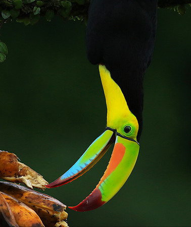 Kell-billed toucan