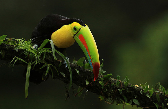 Keel-billed toucan