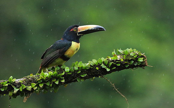 Collared aracari