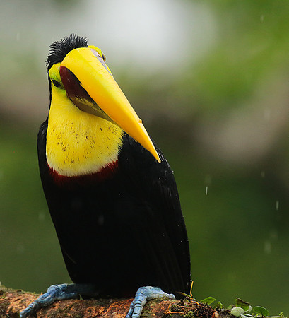 Black-mandibled toucan