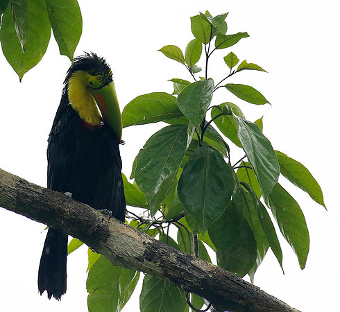 Kell-billed toucan