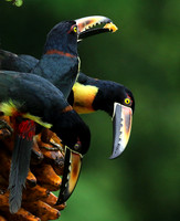 Collared aracari