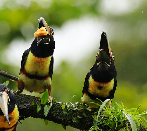 Collared aracari