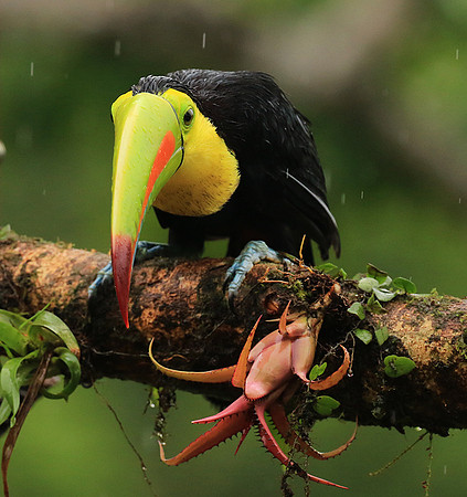 Kell-billed toucan