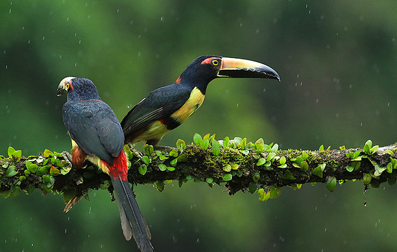 Collared aracari